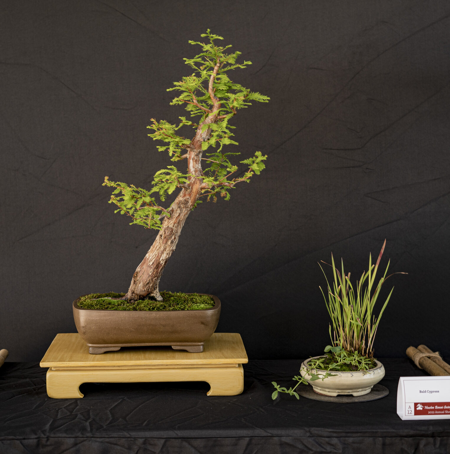 Gallery – Houston Bonsai Society